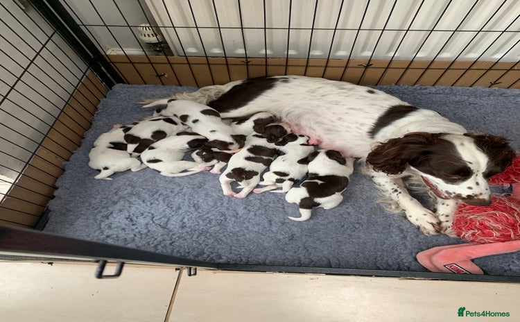 English Springer Spaniel dogs - Advert 2