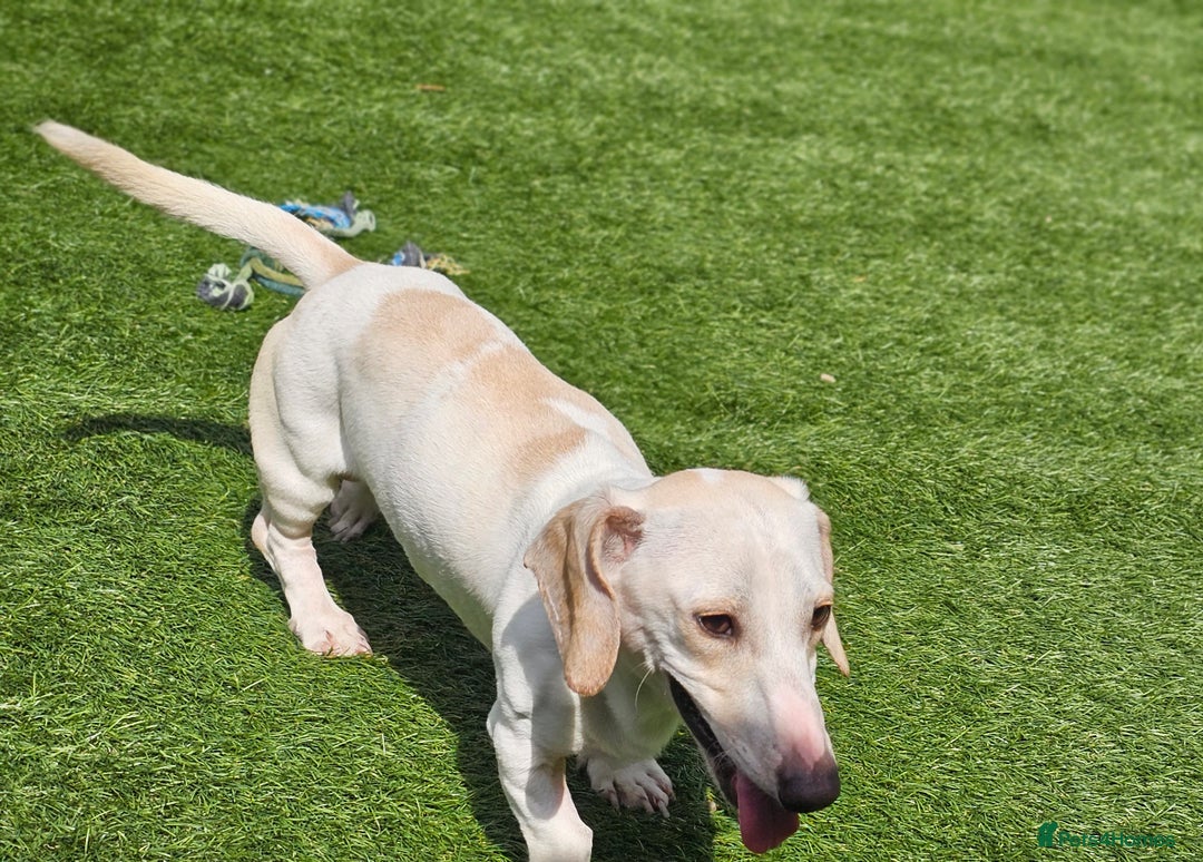 Miniature Dachshund dogs for sale: KC Smooth Cream Piebald - Image 2