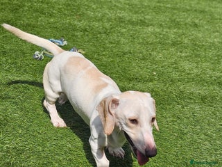 Miniature Dachshund dogs - Advert 3