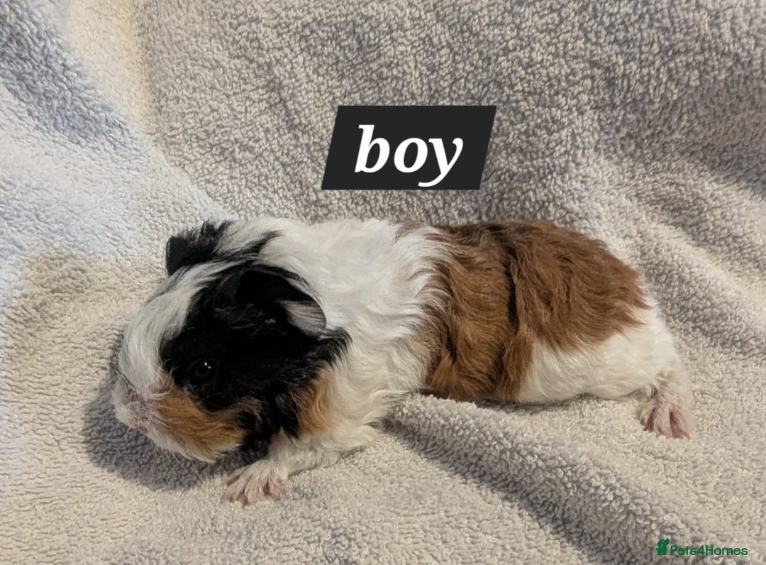 Guinea Pig rodents for sale: Baby sheltie and texel guineapigs  - Advert 7