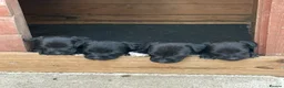 Patterdale Terrier dogs for sale: Beautiful Patterdale 1/4 Lakeland puppies  in Doncaster - Advert 4
