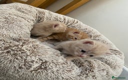 Domestic Shorthair cats for sale: Cream and ginger girls  - Image 3