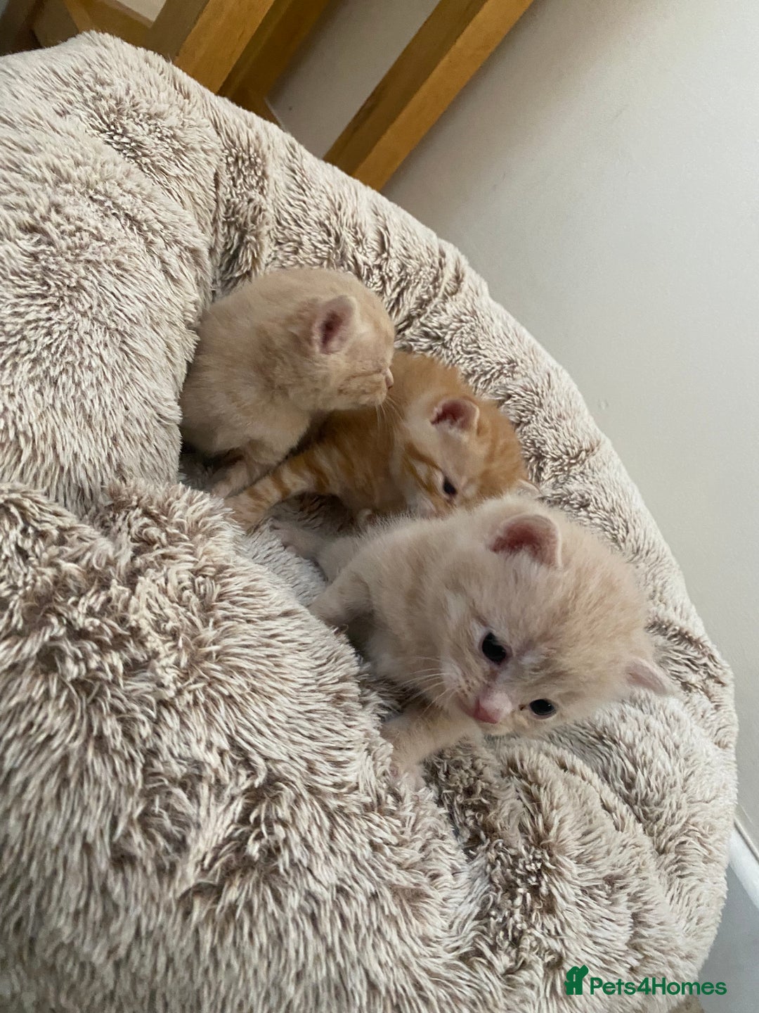 Domestic Shorthair cats for sale: Cream and ginger girls  - Image 3