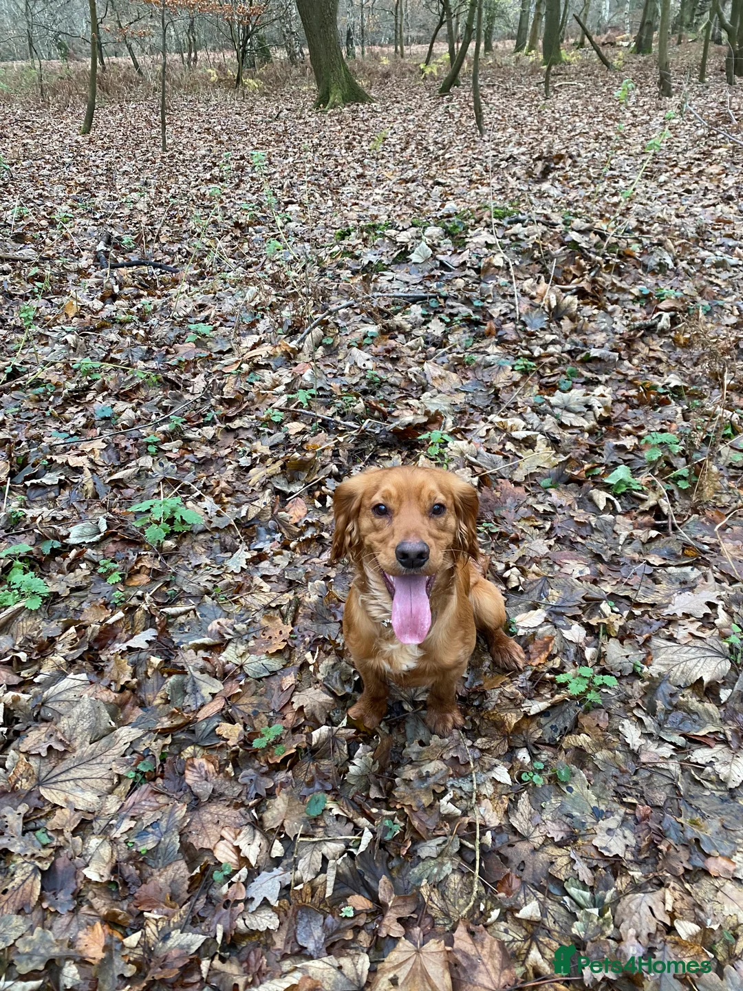 Cocker Spaniel dogs for stud: Stunning Deep Red Working Cocker Spaniel at Stud in Diss - Advert 4
