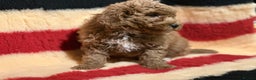Mixed Breed dogs for sale: Beautiful Cavapoochon litter  - Advert 10