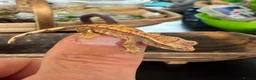Gecko reptiles for sale: Baby crested gecko 1 month old - Advert 3