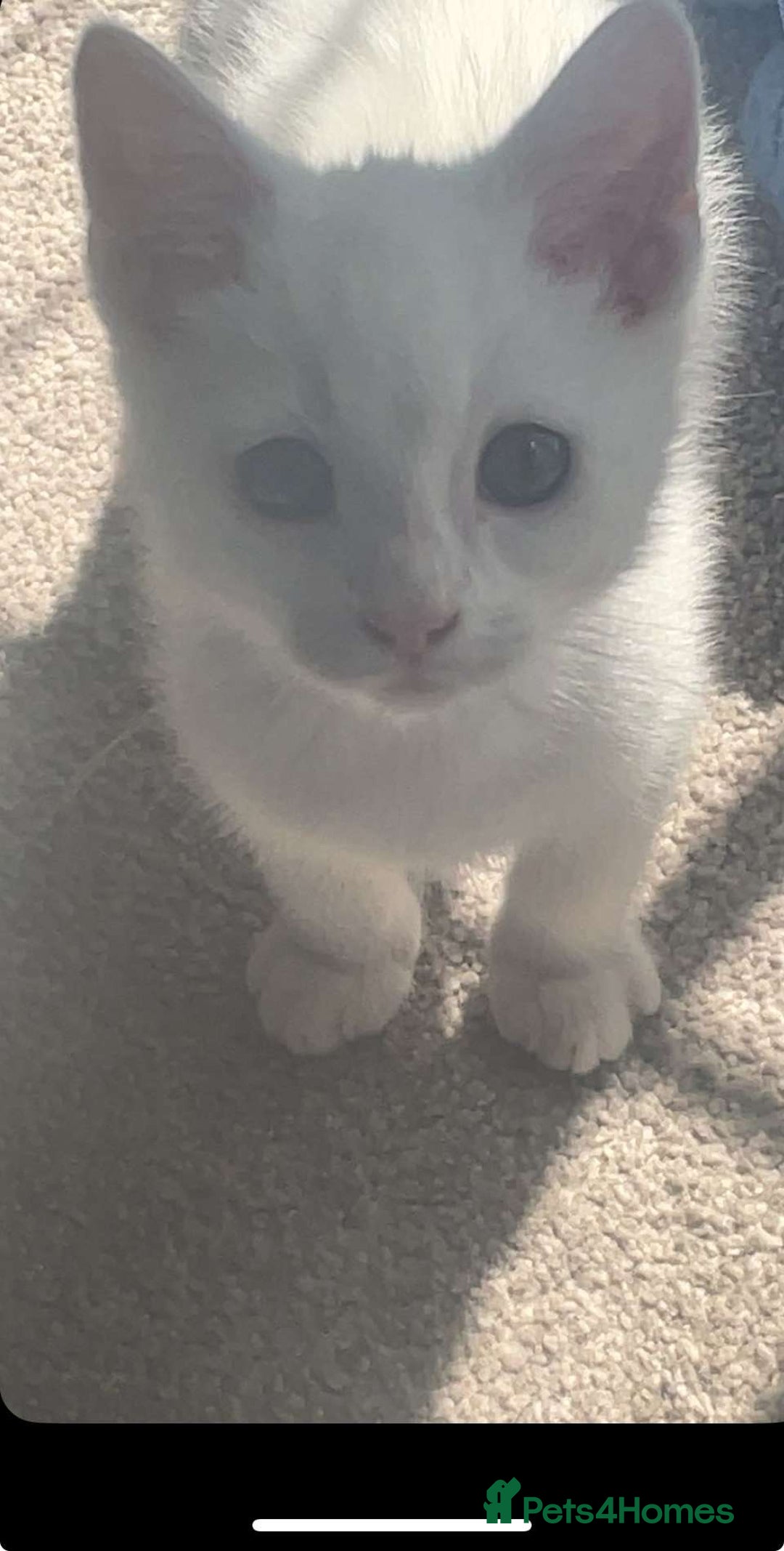 British Shorthair cats for sale: Kitten for sale - Image 3