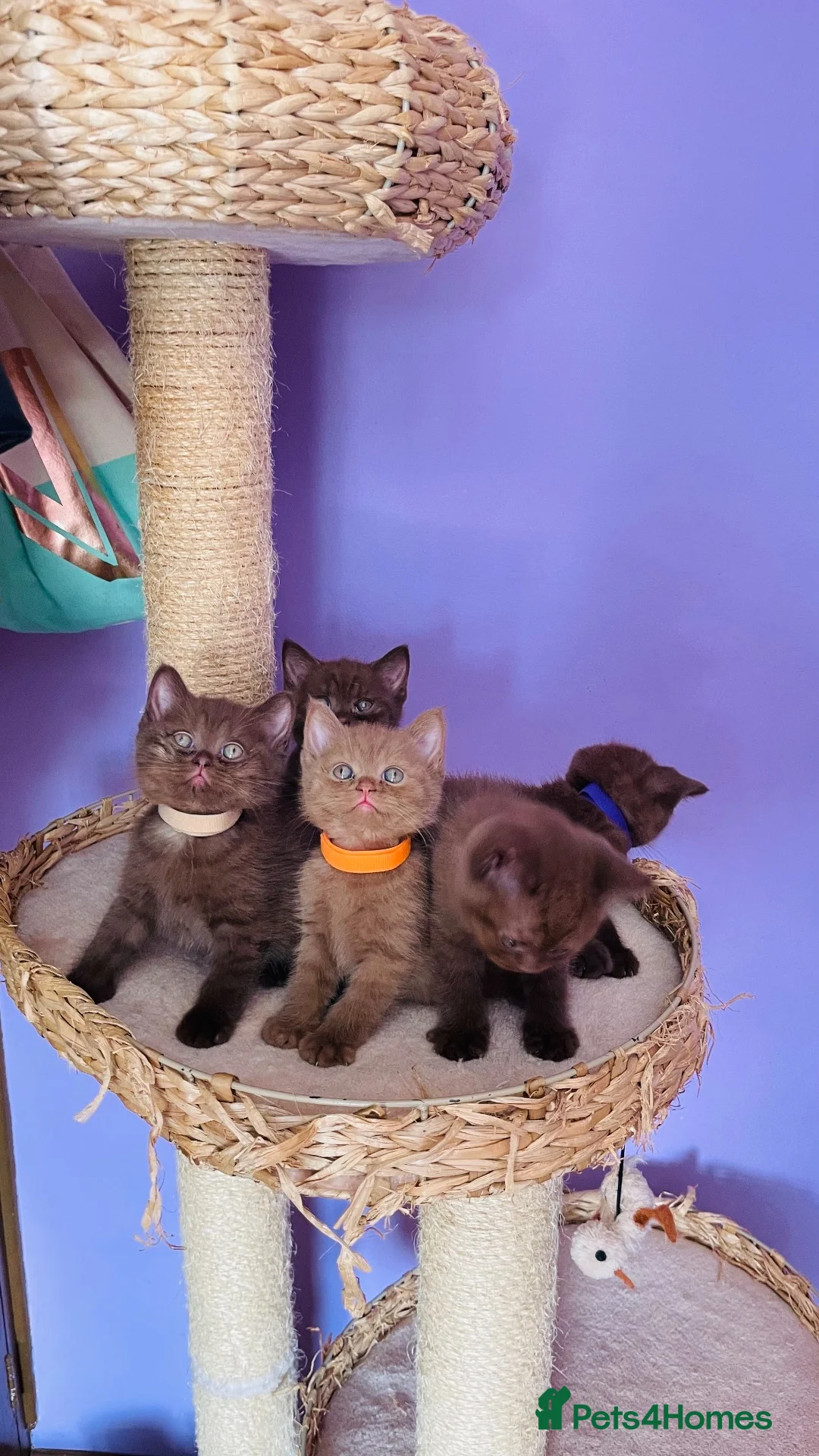 British Shorthair cats for sale: Beautiful chocolate/cinnamon BSH boys - Advert 18