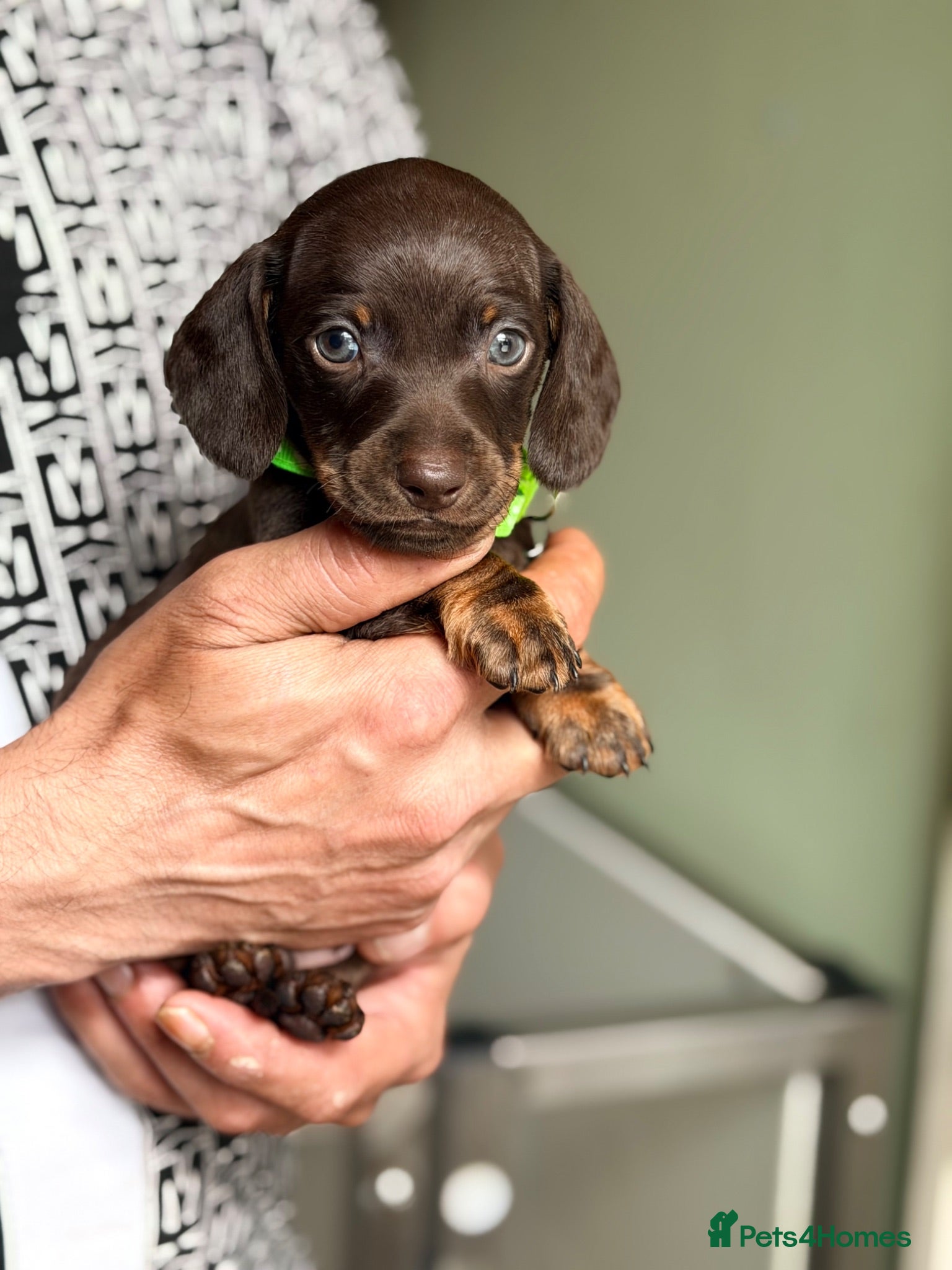 Miniature Dachshund dogs Alice 💖 & Arthur 💙 - Advert 1