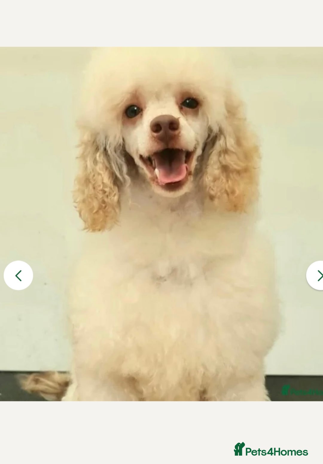 Cockapoo dogs for sale: Cockapoos Ready for New Homes 22nd December - Advert 12