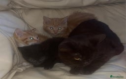 British Shorthair cats for sale: Georgous litter of British short-hair kittens - Image 2