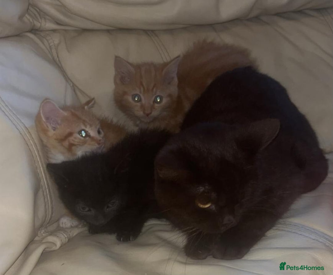 British Shorthair cats for sale: Georgous litter of British short-hair kittens - Image 2