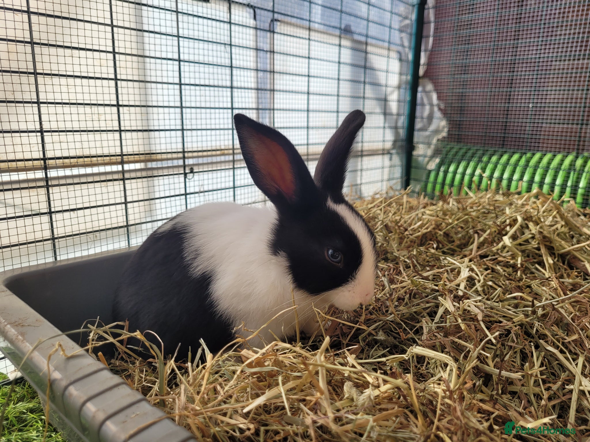 Mini Lop rabbits for sale: Adorable Mini Lop Mix Rabbits - READY JUNE 11TH - Advert 24