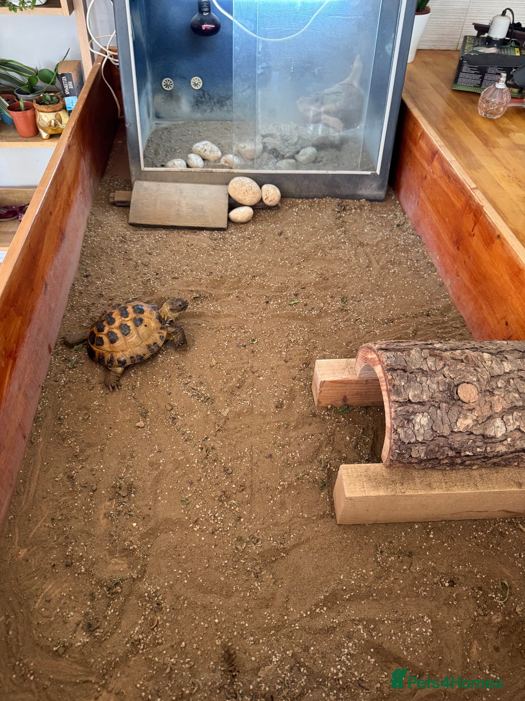 Tortoise reptiles for sale: Horsefield Tortoise and set up - Image 5