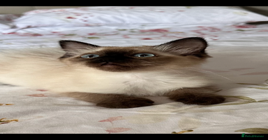 Ragdoll cats - Advert 8
