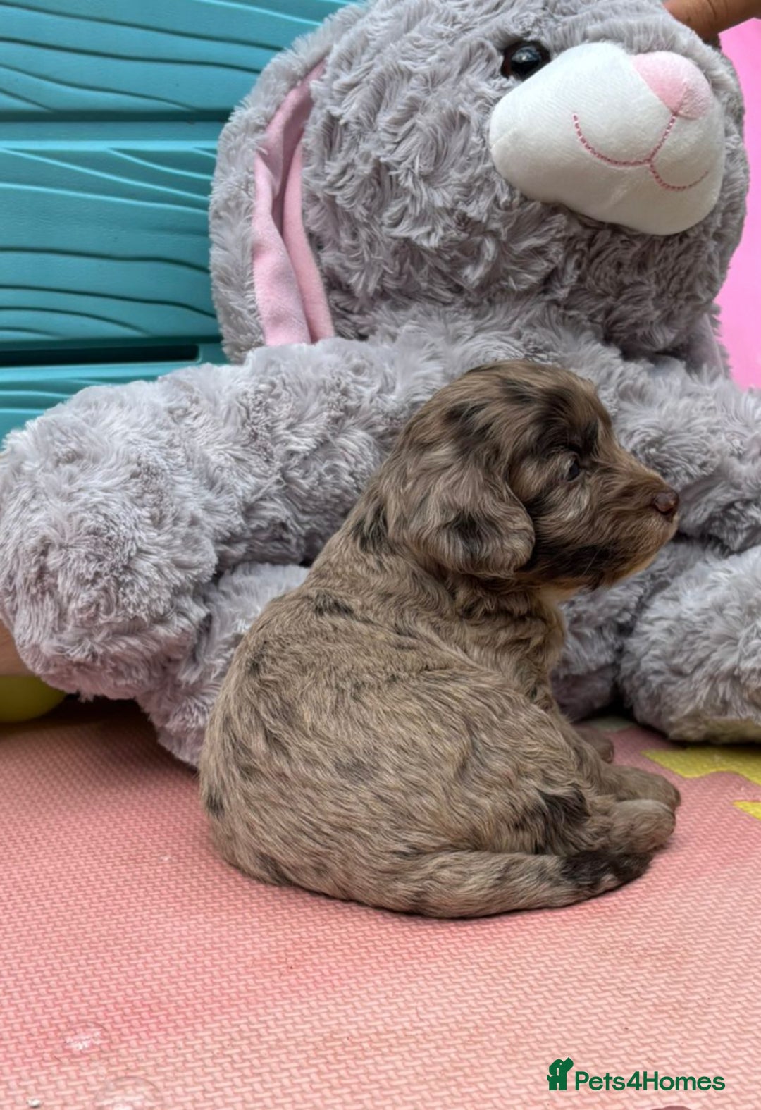 Cockapoo dogs for sale: DNA CLEAR F1  choc, merle, champagne, black - Image 11