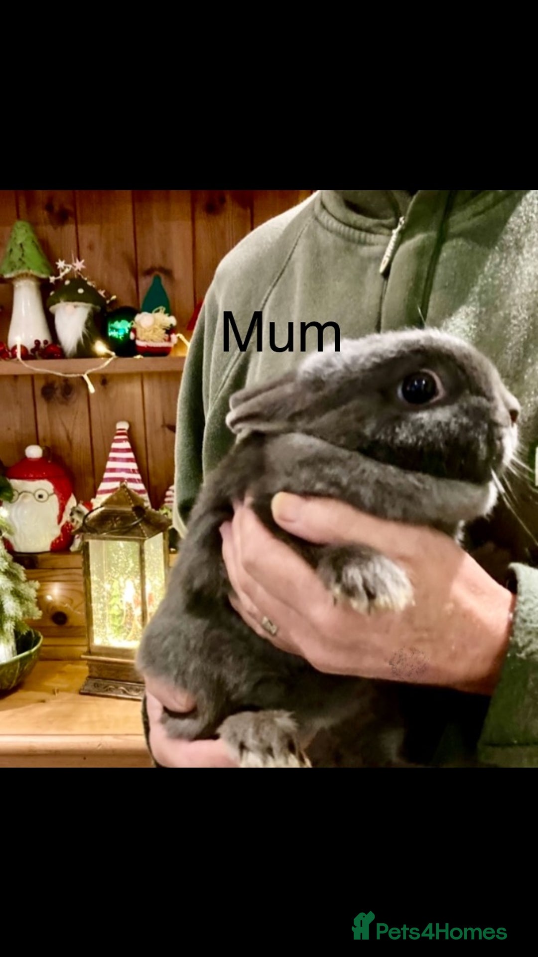 Netherland Dwarf rabbits for sale: Pure bred Netherland Dwarf Rabbits - Advert 20