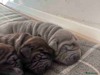 Shar Pei dogs Beautiful Shar peis - Advert 6