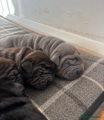 Shar Pei dogs Beautiful Shar peis - Advert 7