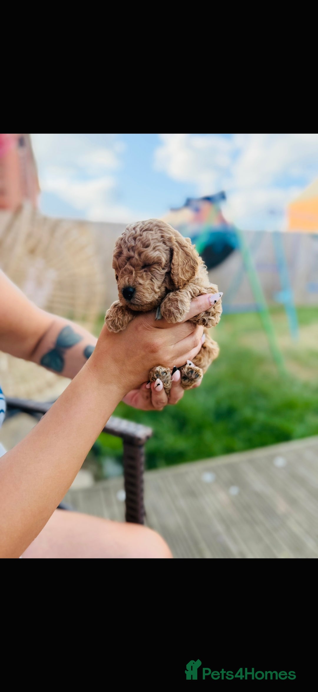 Cavapoo dogs for sale: 1 beautiful curly haired toy poodle boy - Image 7
