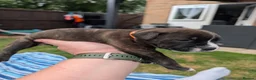 Staffordshire Bull Terrier dogs for sale: Stunning Brindle & White Staffy Pups - Advert 7