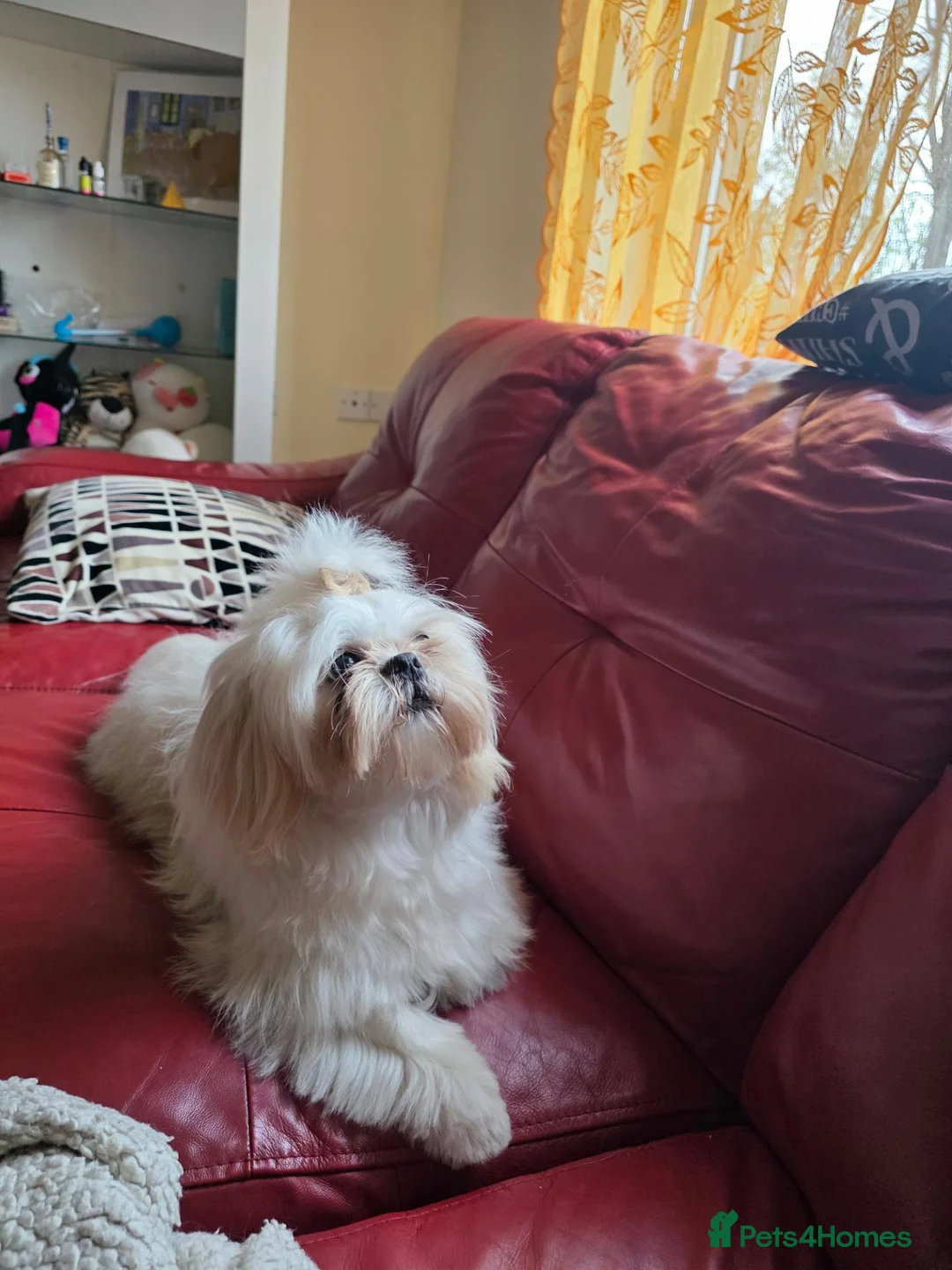 Shih Tzu dogs for stud: Shih Tzu Male Available for Stud - Advert 2