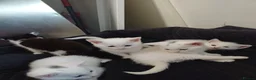 Mixed Breed cats for sale: White kittens  in Ipswich - Advert 20