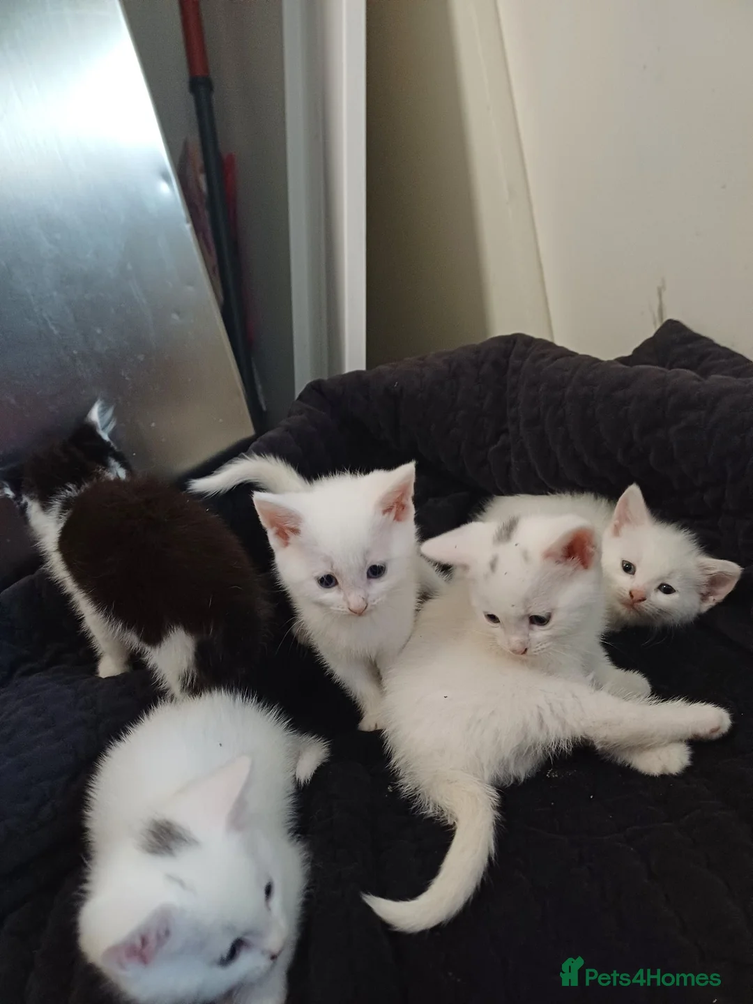 Mixed Breed cats for sale: White kittens  in Ipswich - Advert 20