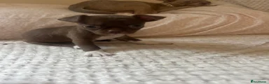 Chihuahua 1