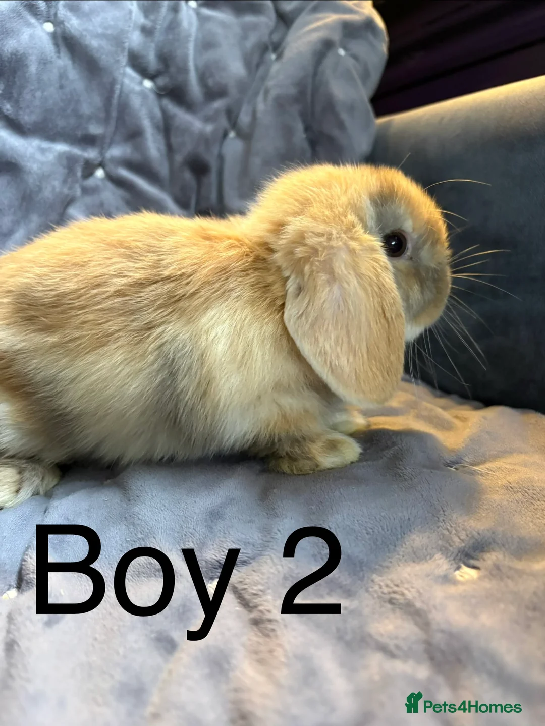 Mini Lop rabbits for sale: Stunning mini lops (vaccinated)  - Advert 11