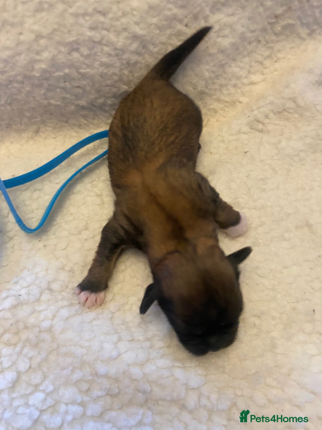 Shih Tzu dogs for sale: pure breed shih tzu puppies - Advert 8