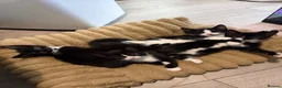 Mixed Breed cats for sale: Beautiful Mother Cat & 4 Lovely Kittens - Advert 11