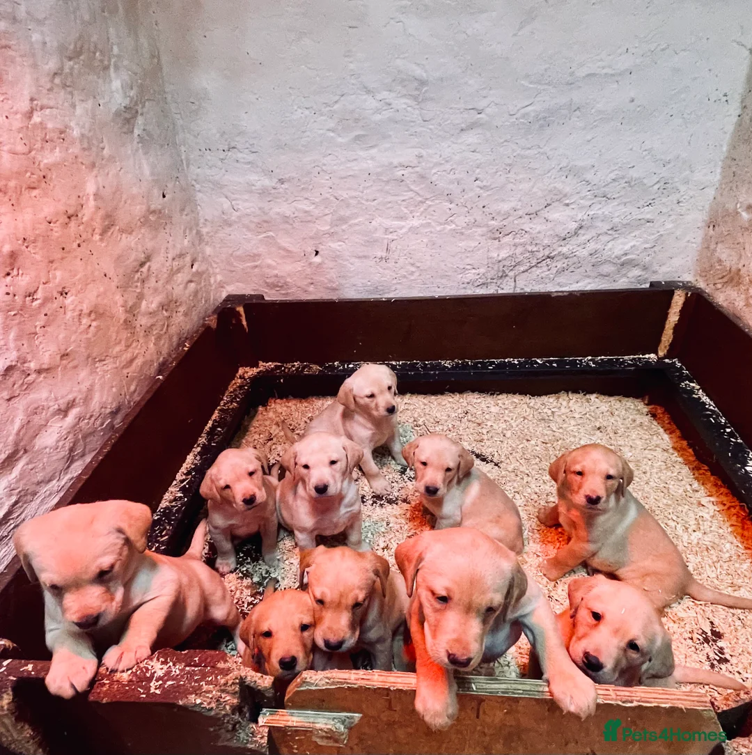 Labrador Retriever dogs for sale: Working Yellow And Red Labrador puppy’s! - Advert 2