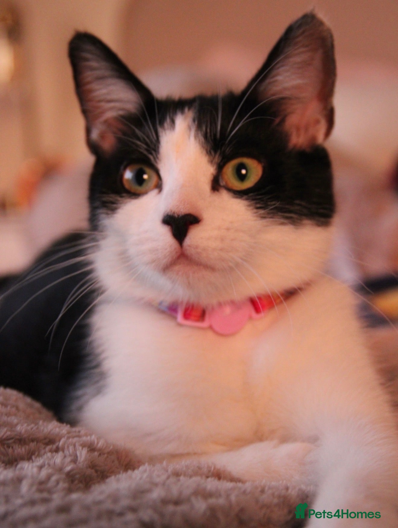Mixed Breed cats Short haired cat x maine coon  - Advert 10