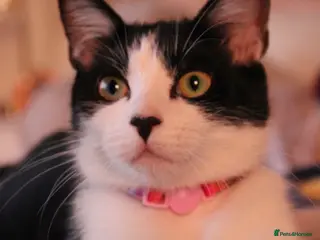 Mixed Breed cats Short haired cat x maine coon - Advert 10