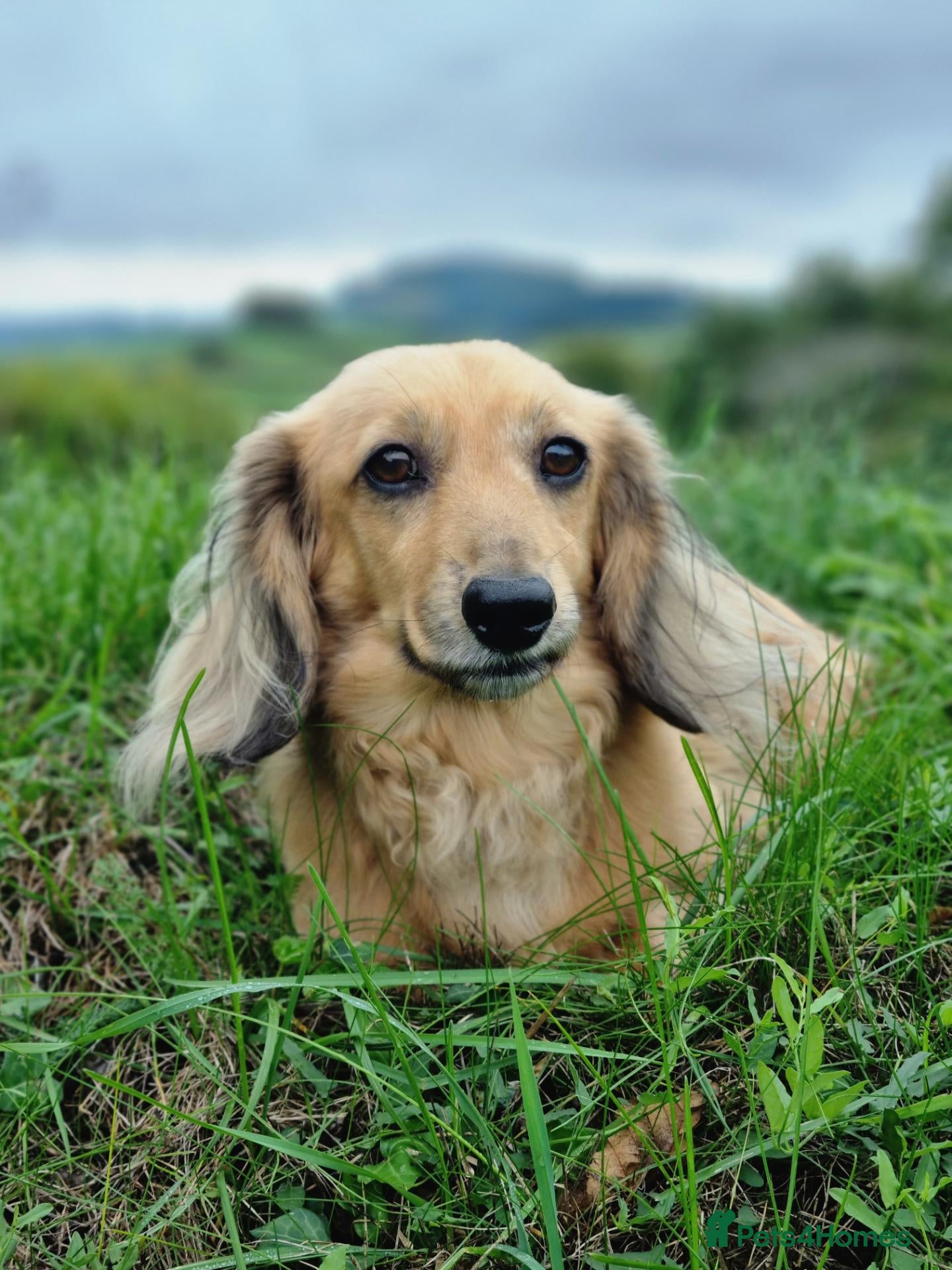 Miniature Dachshund dogs Cuddly chap needs a Country home.  - Advert 12