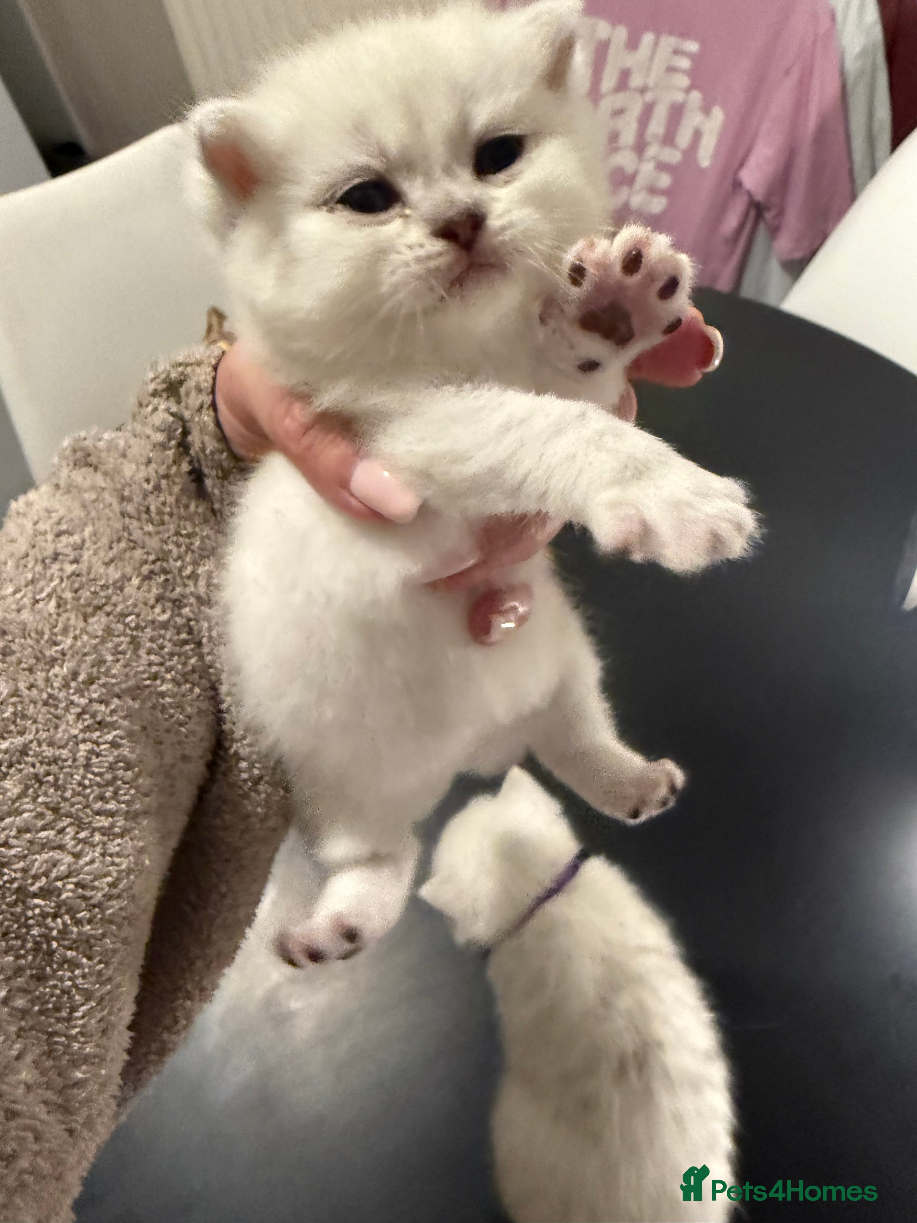 British Shorthair cats GCCF Champion Line BSH Silver/Black Tipped kittens - Advert 2