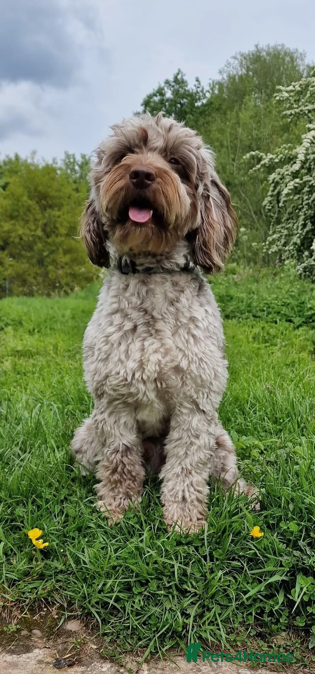 Cockapoo dogs for stud: f1 Merle cockapoo for stud in Nottingham - Advert 2