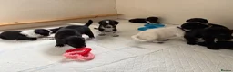 Mixed Breed dogs for sale: 🐾🐶10 stunning Cocker collies🐶🐾 in Morpeth - Advert 34