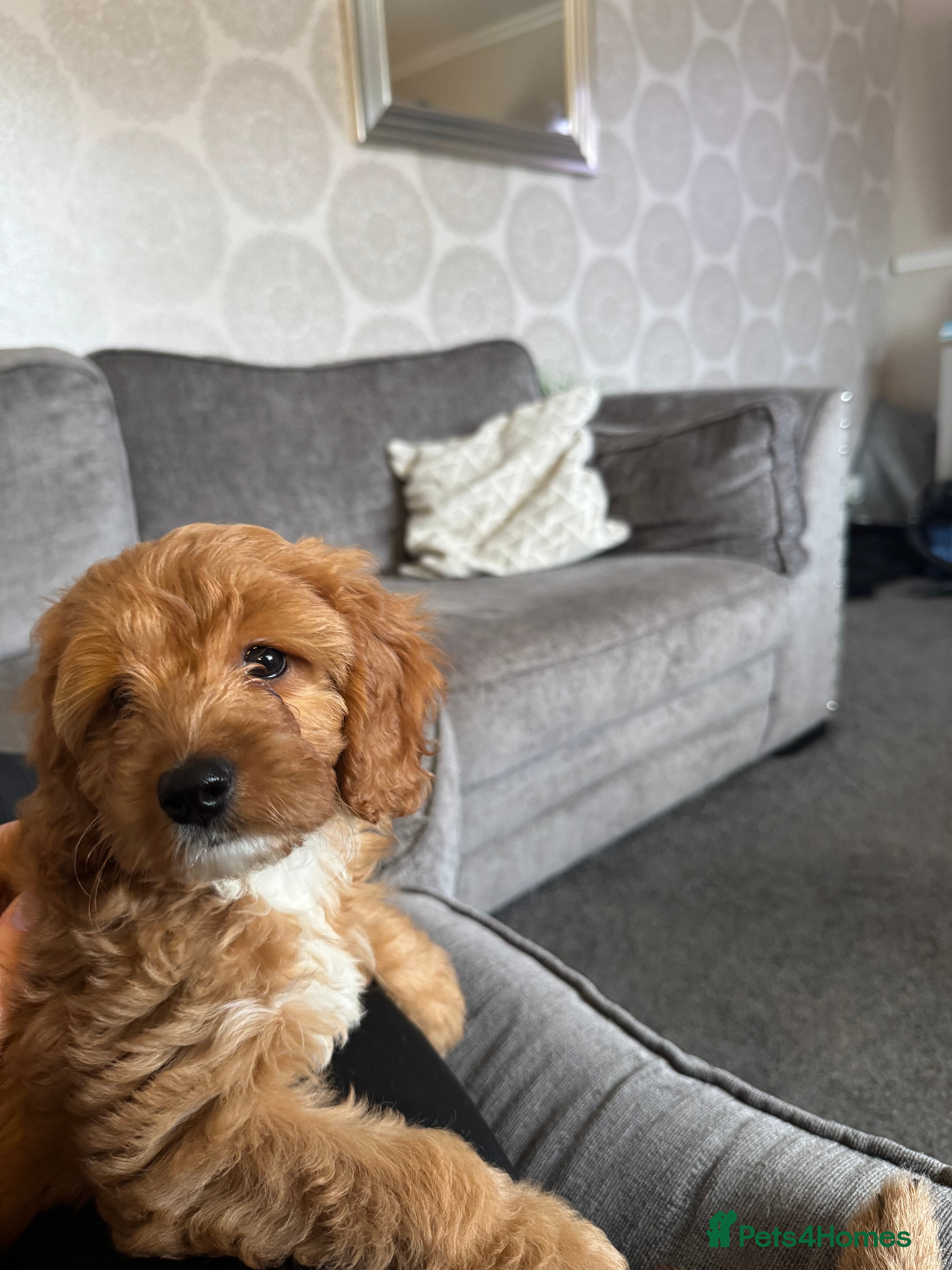 Cockapoo dogs 🐶F1 cockerpoo puppy last girl  - Advert 4