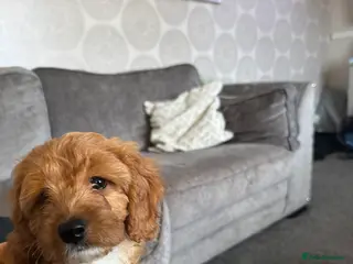 Cockapoo dogs 🐶F1 cockerpoo puppy last girl - Advert 4