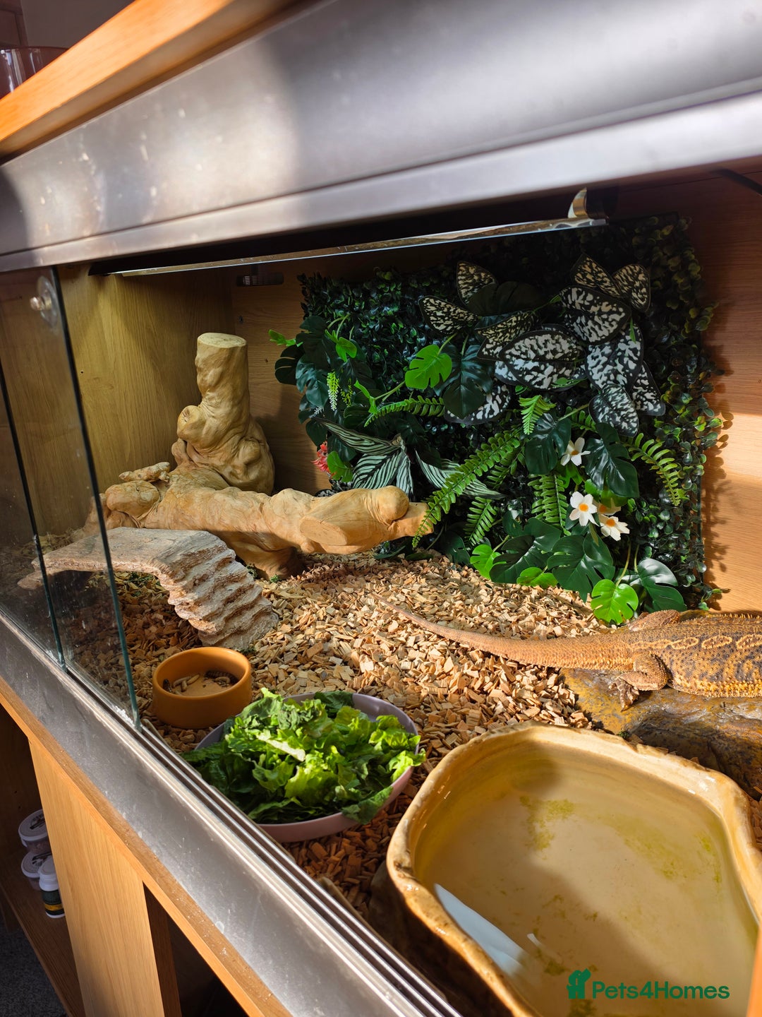 Bearded Dragon reptiles for sale: Male Bearded dragon and enclosure. - Image 3