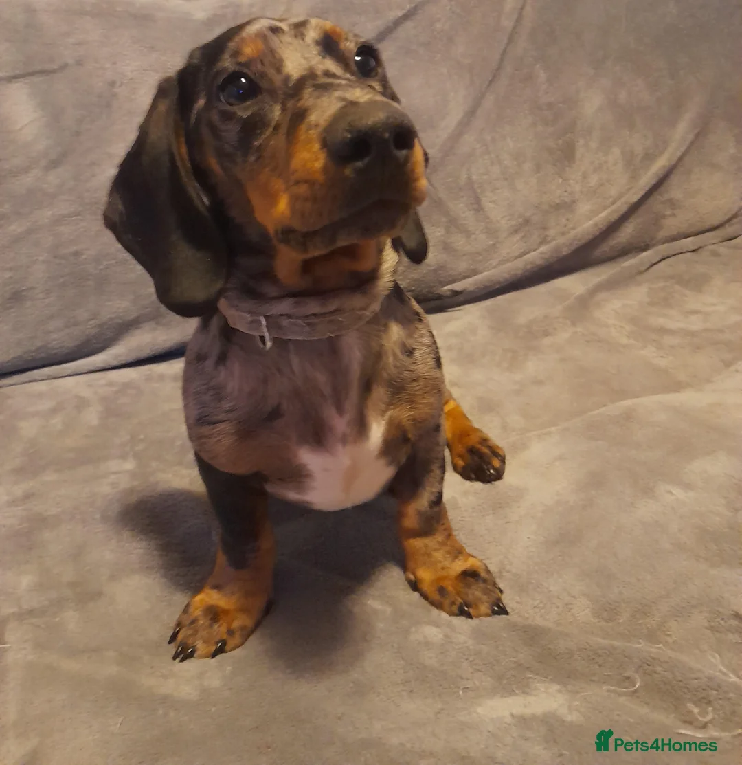 Miniature Dachshund dogs for stud: KC Chocolate dapple boy for stud very gentle. in Skegness - Advert 23