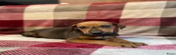 Mixed Breed dogs for sale: 🐾 STUNNING DOBERMAN × LURCHER PUPPIES 🐾 - Advert 9