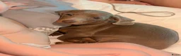 Miniature Dachshund dogs for sale: lilac tan girl Lottie  in Enfield - Advert 2