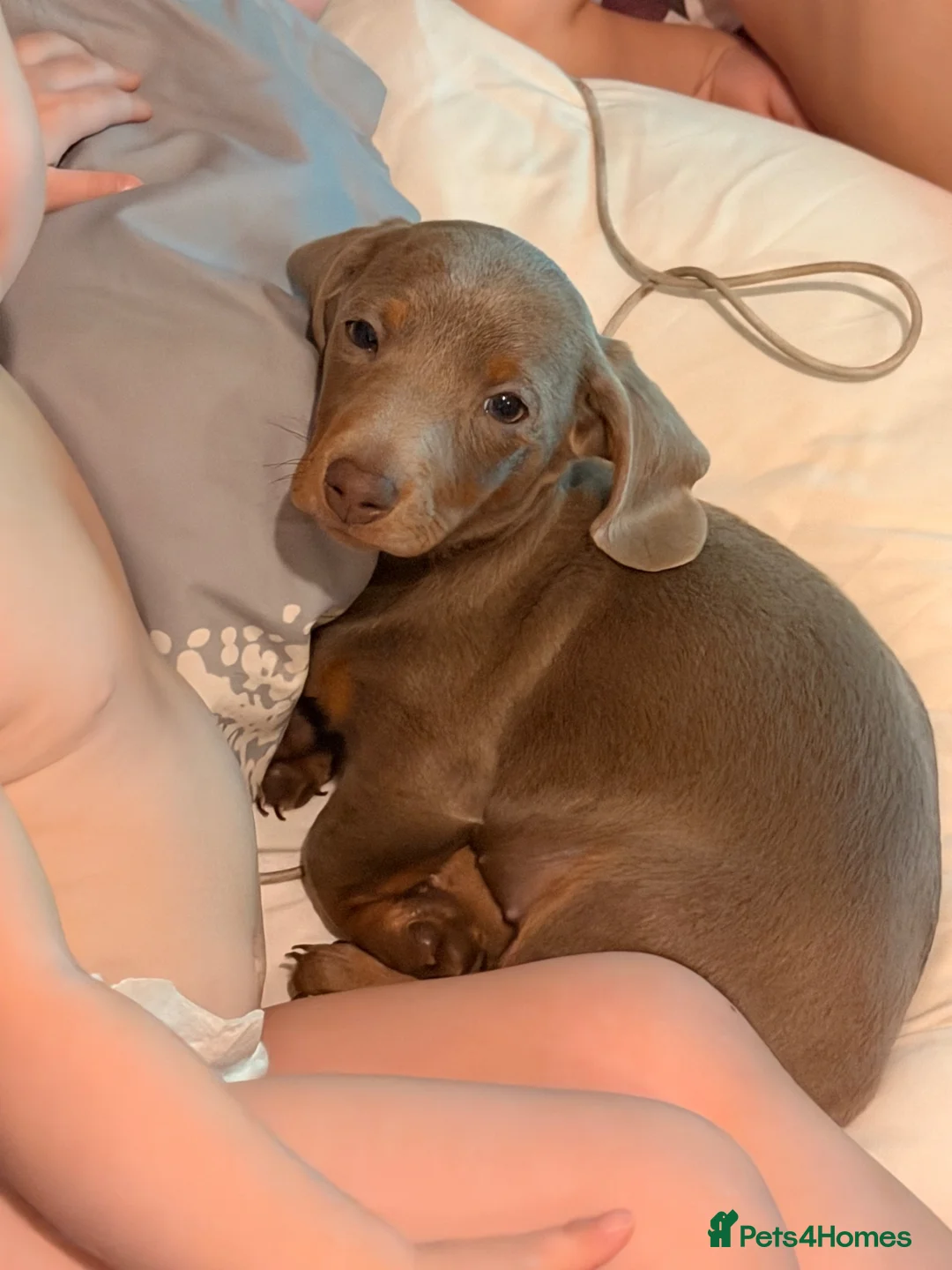 Miniature Dachshund dogs for sale: lilac tan girl Lottie  in Enfield - Advert 2