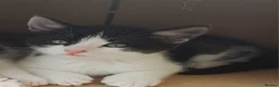 British Longhair cats for sale: 2 beautiful female domestic long-haired kittens   - Advert 10