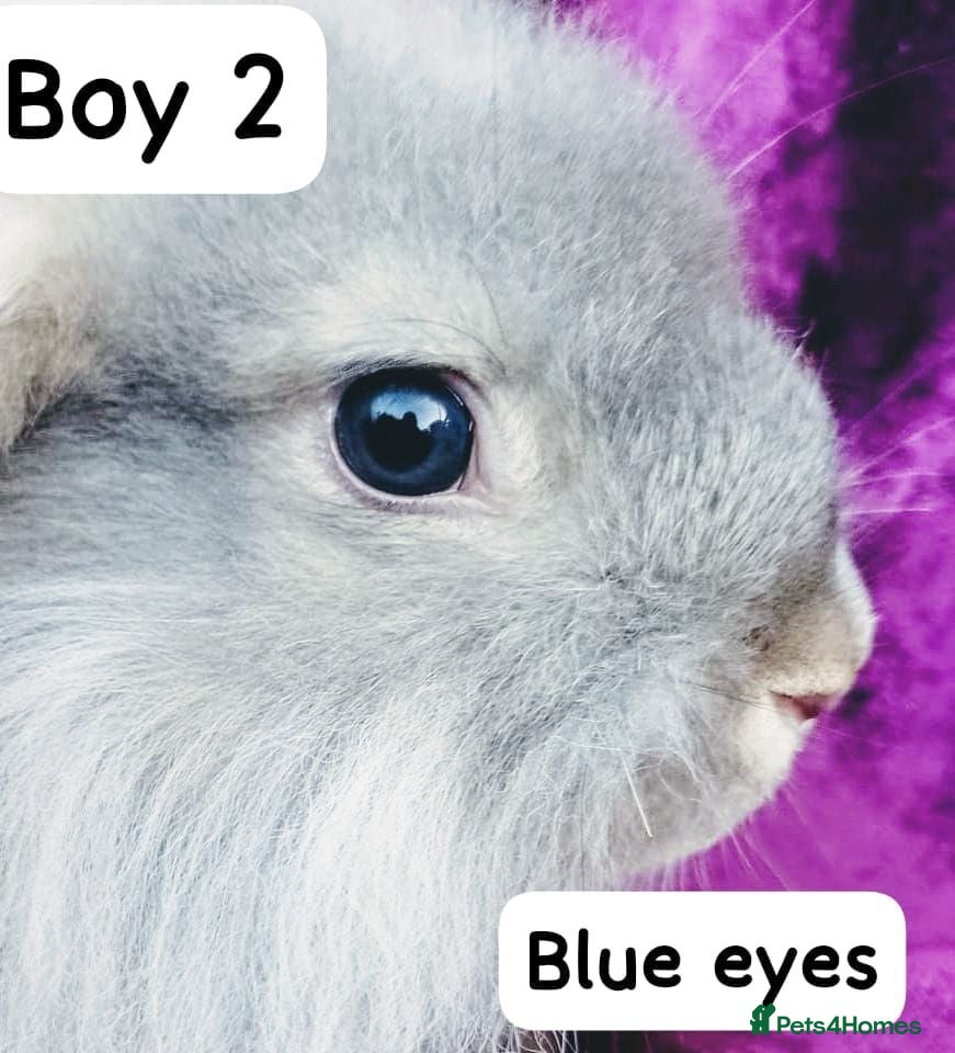 Mini Lion Lop rabbits Mini lion head lop  - Advert 1