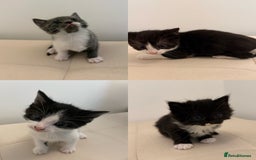 British Longhair cats for sale: 4 Beautiful Kittens  - Image 1