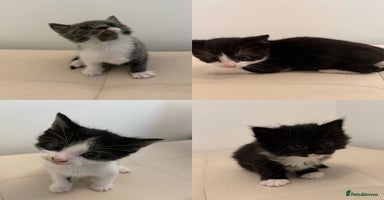 British Longhair cats - Advert 5